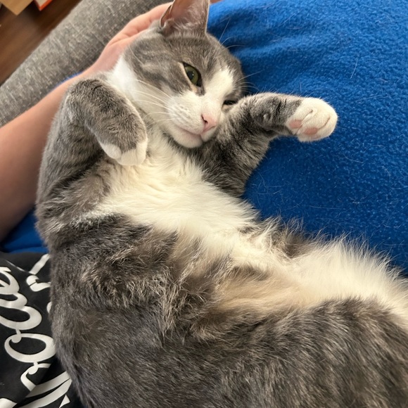 Meet your Posher, Cami - Picture 5 of 16